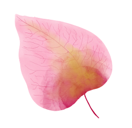 Illustration de feuille